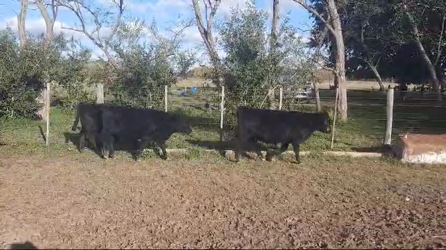 Lote 24 Terneras en Brandsen, Buenos Aires