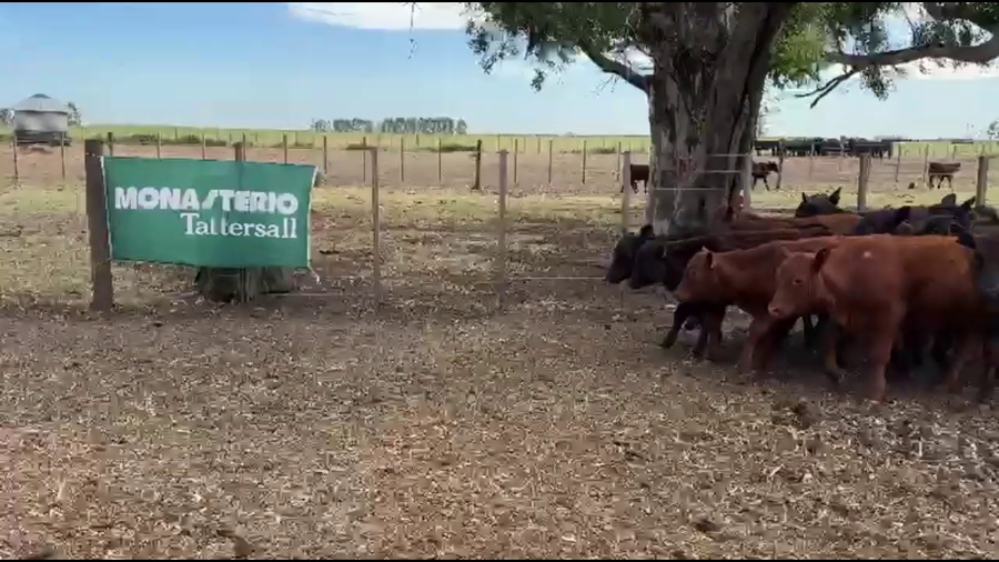 Lote 48 Terneros/as en Coronel Pringles