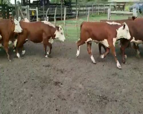 Lote 90 Terneros/as en Villaguay, Entre Ríos
