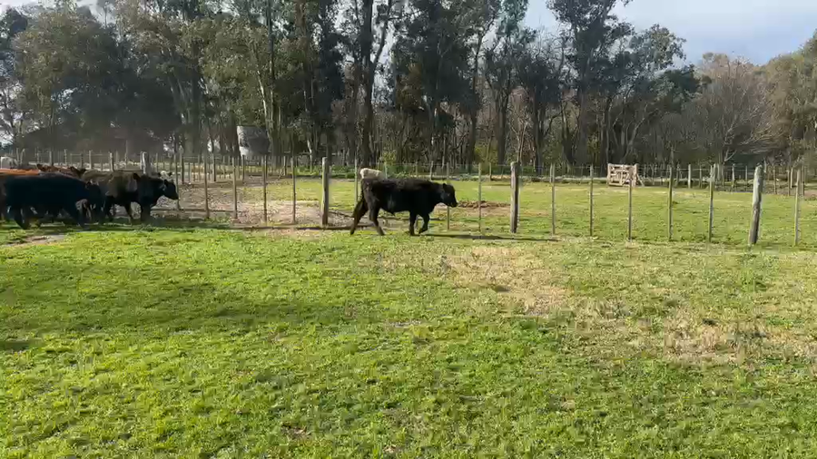 Lote 45 Terneros en Buenos Aires, Chascomús