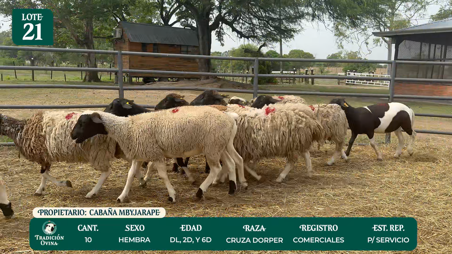 Lote LOTE 21 - POR PANTALLA