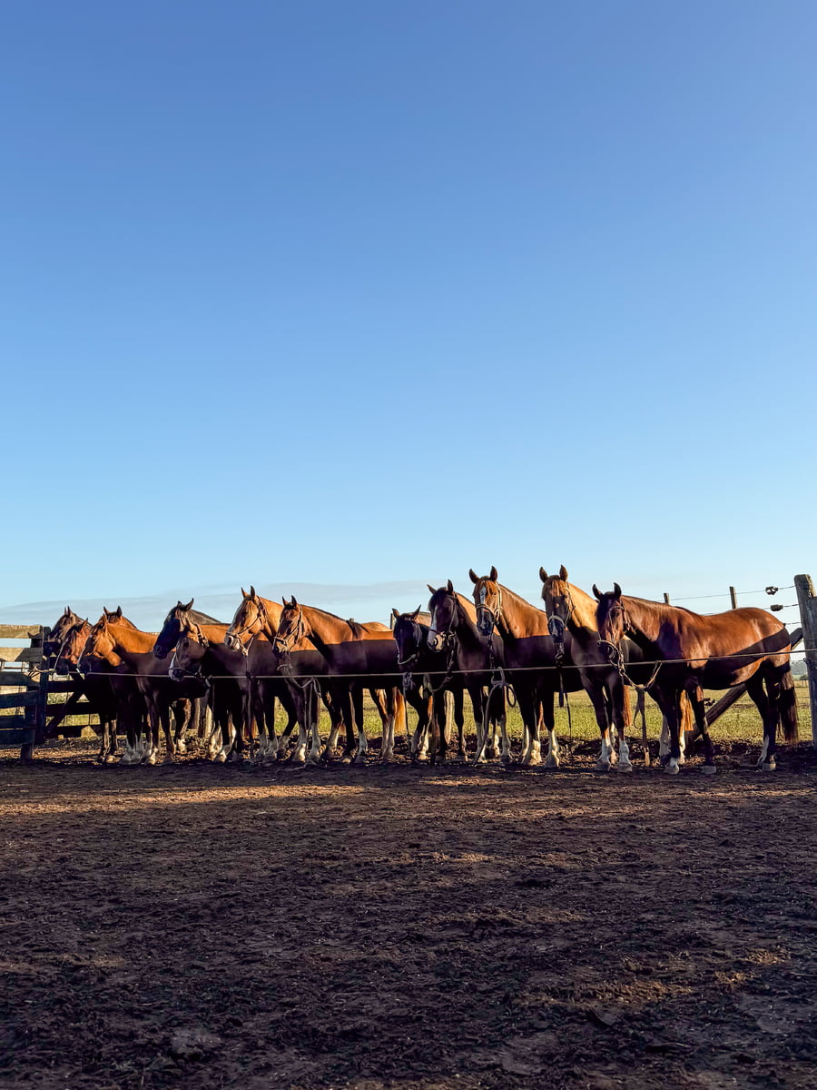 Lote VIRTUD GALLINEADA