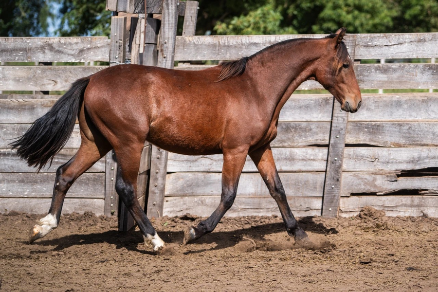 Lote MENTADO NEGRO FIERO