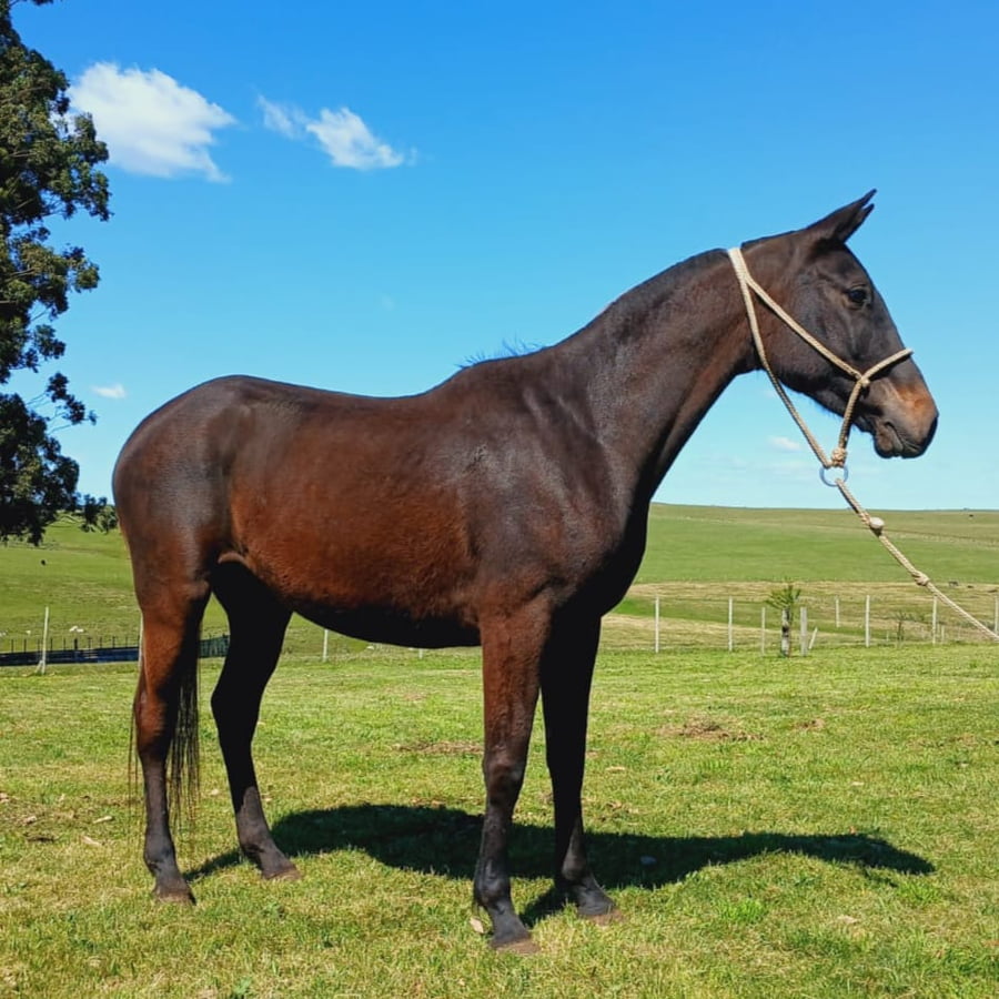 Lote LC LOCA LINDA 495