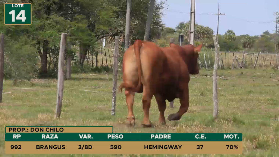 Lote TOROS LOTE 14