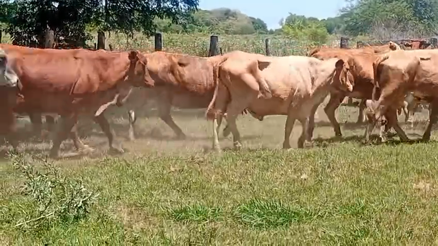 Lote 44 Vacas de invernar en Chaco, Laguna Blanca