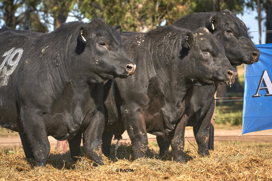 Lote Toros PC Cabaña Tres Molinos