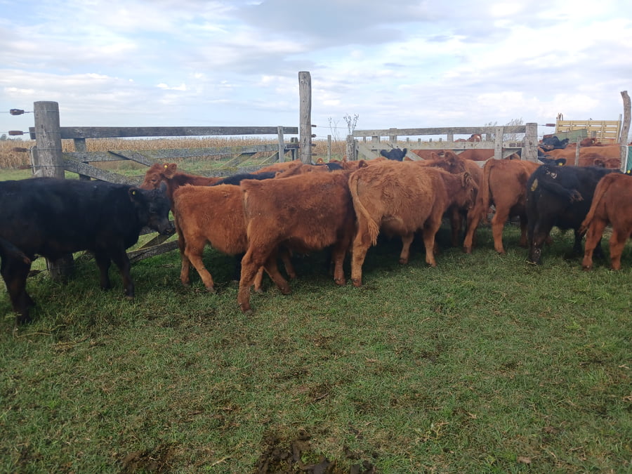 Lote 20 Terneros en Rauch