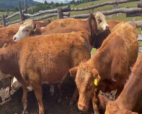 Lote 24 Ternero en Coyhaique, XI Región Aysén