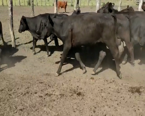 Lote 59 Terneros/as en Villaguay, Entre Ríos