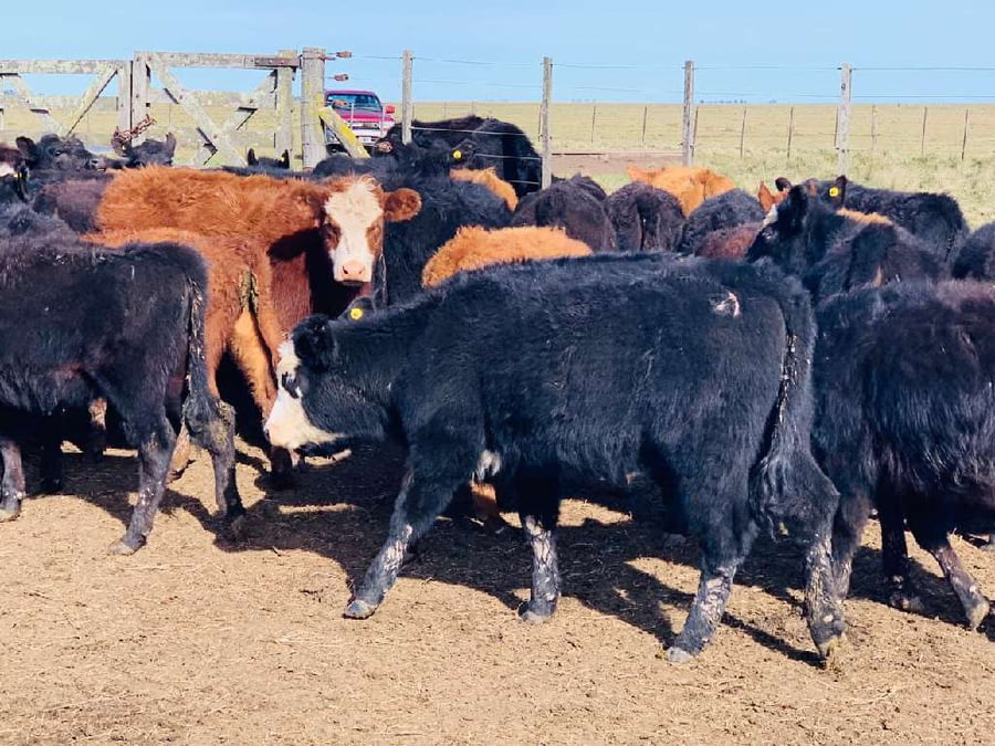 Lote Terneros/as en Laprida, Buenos Aires
