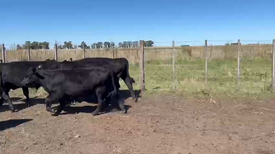 Lote 40 Terneros EN TRES ARROYOS