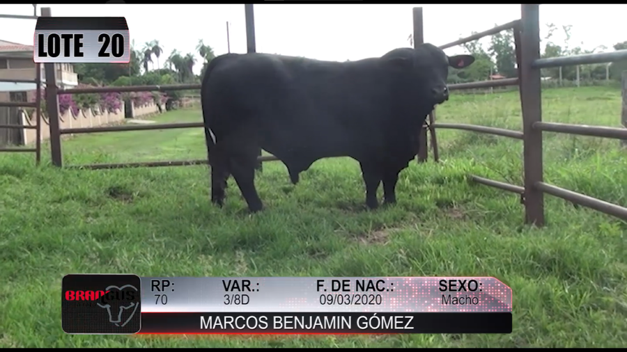 Lote Nacional de Otoño Brangus Campo - Lote 20