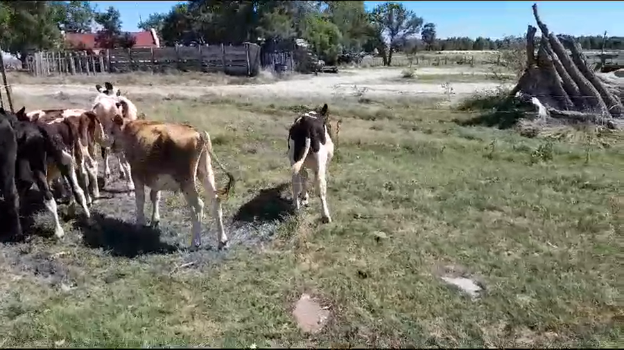 Lote 15 Terneros Holando a remate en Pantalla Camy 140kg - , Soriano