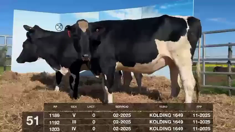 Lote VACAS Y VAQUILLONAS PRÓXIMAS