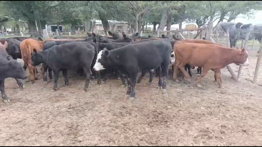 Lote 40 Terneros/as