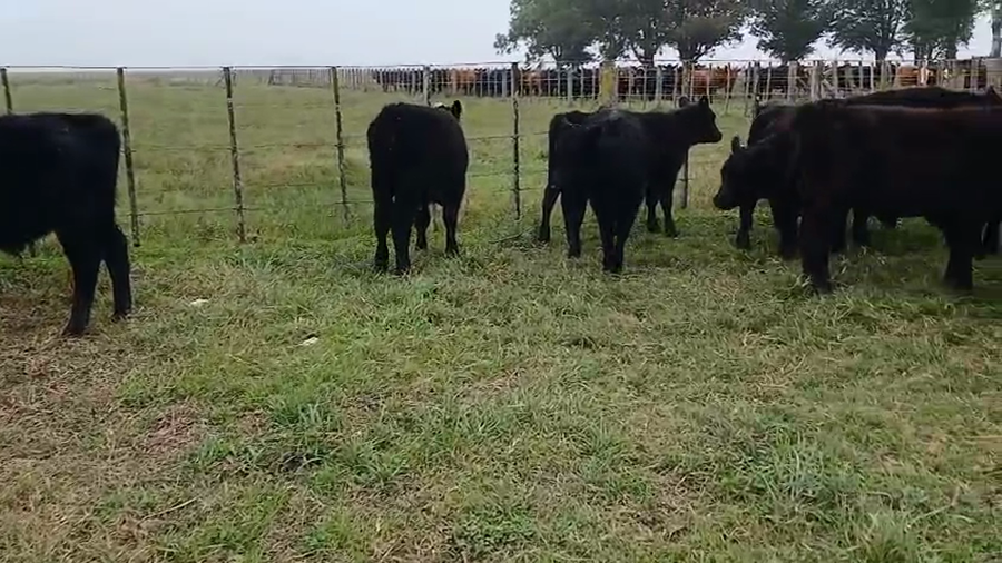 Lote 32 Terneros en Olavarria