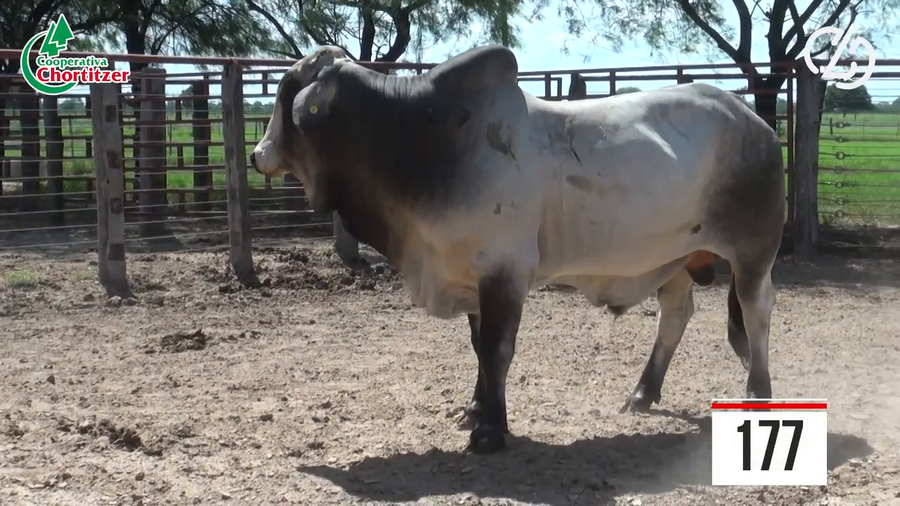 Lote Brahman