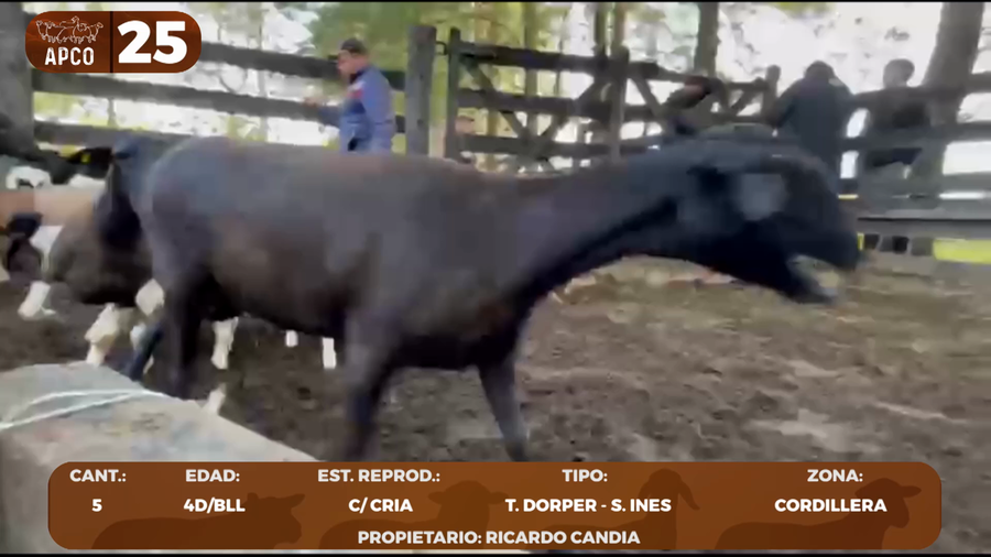 Lote LOTE 25 -POR PANTALLA