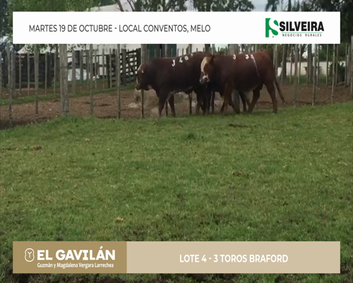 Lote 3 Toros Braford - Cabaña El Gavilán (lote 4)