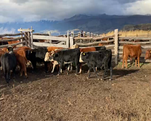 Lote 20 Ternero en XI Región Aysén, Chile Chico