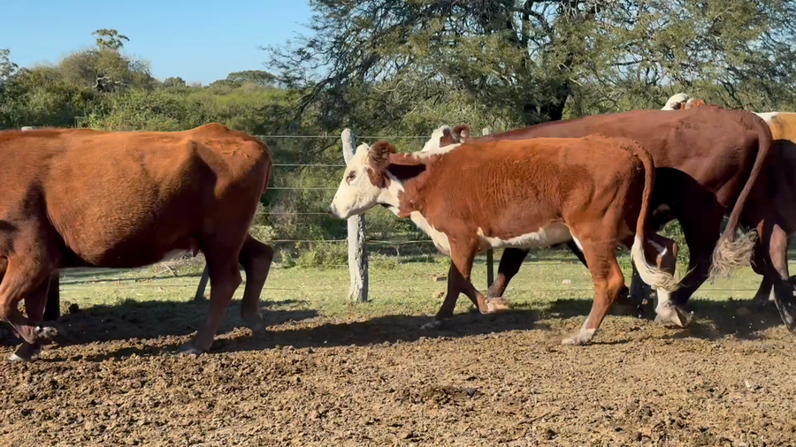 Lote 35 Vacas de invernar en Corrientes, Curuzú-Cuatiá