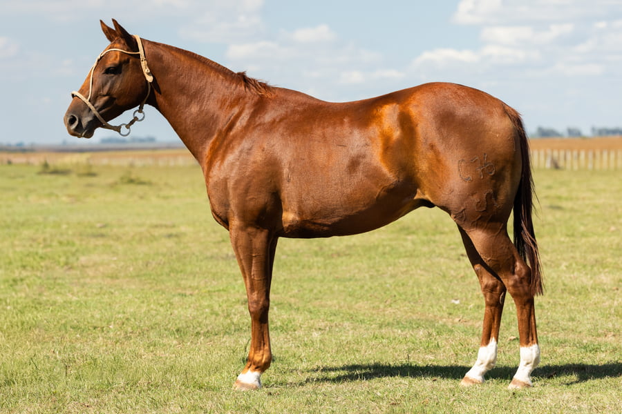 Lote AGUAY LANGOSTERO