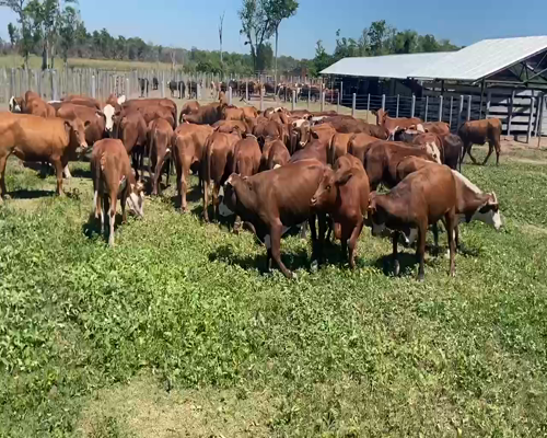 Lote 70 Vaquillonas en Pirané, Formosa