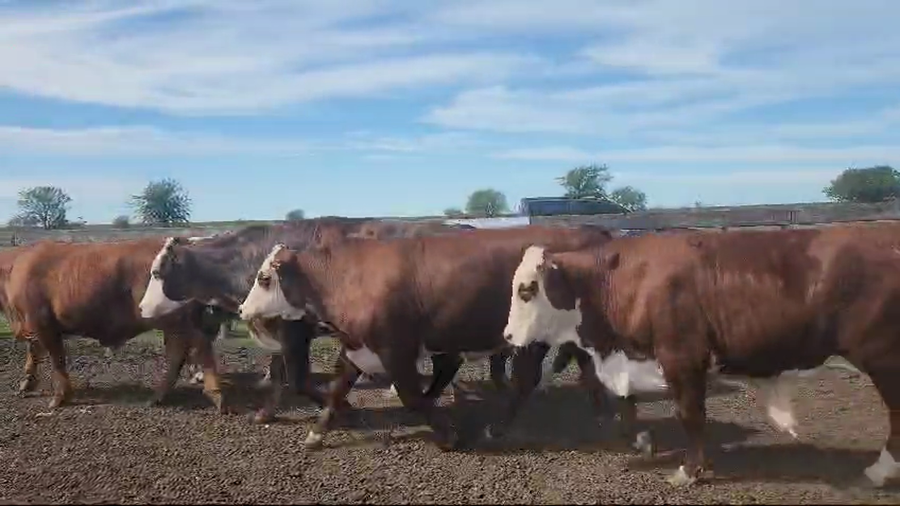 Lote 30 Novillos exportación