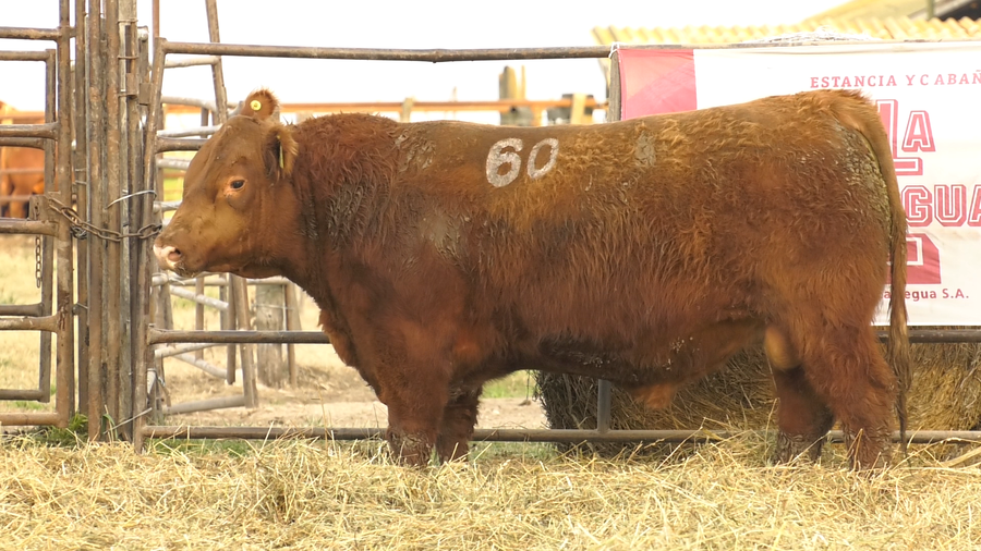 Lote TOROS ANGUS COLORADOS  PC