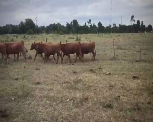 Lote 30 Terneras en Brandsen, Buenos Aires