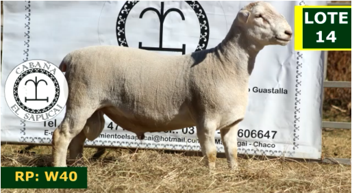 Lote OVINOS MACHOS 14