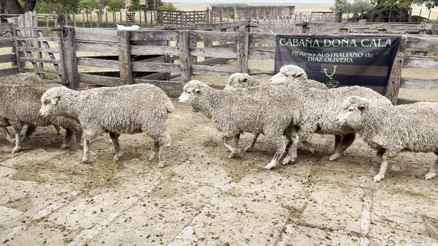 Lote Borregas 6D (MO: Si)