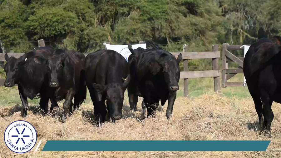 Lote VAQUILLONAS PREÑADAS