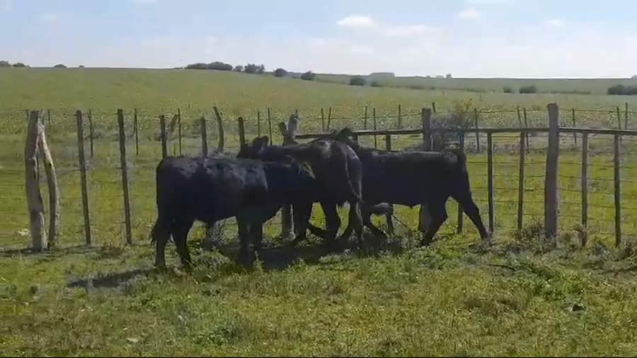 Lote NOVILLOS 1 A 2 AÑOS