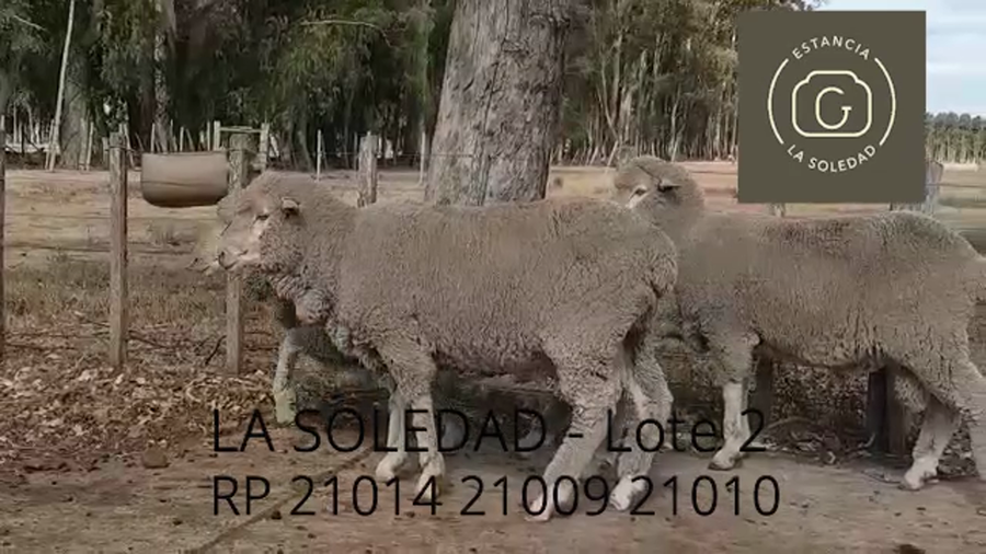 Lote Lote 2 La Soledad