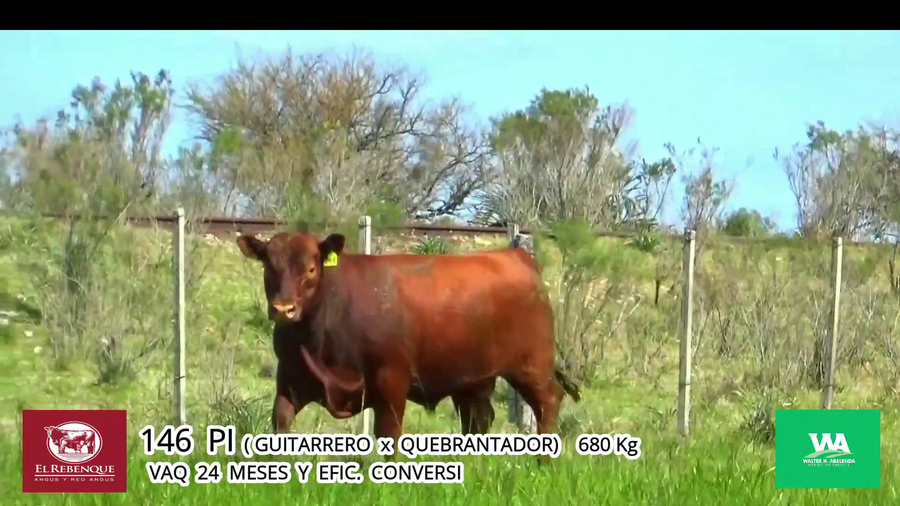 Lote Toros a remate en Angus el Rebenque  en Asociación Rural de Florida