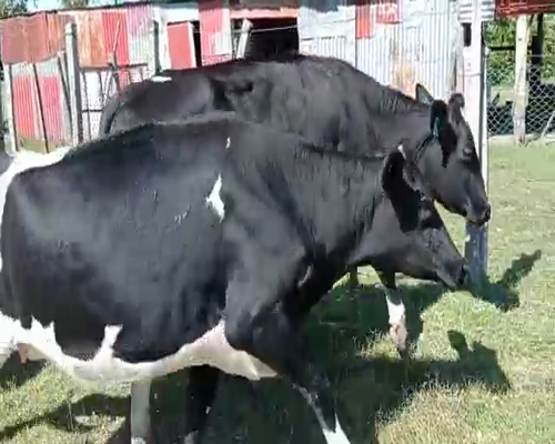 Lote 6 Vaquillonas  HOLANDO a remate en Remate Elite por Pantalla de Ganado Lechero 500kg - , San José