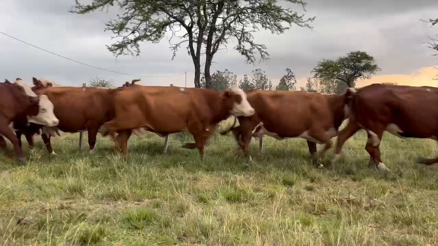 Lote 36 Vacas Manufactura en Corrientes, Curuzú-Cuatiá