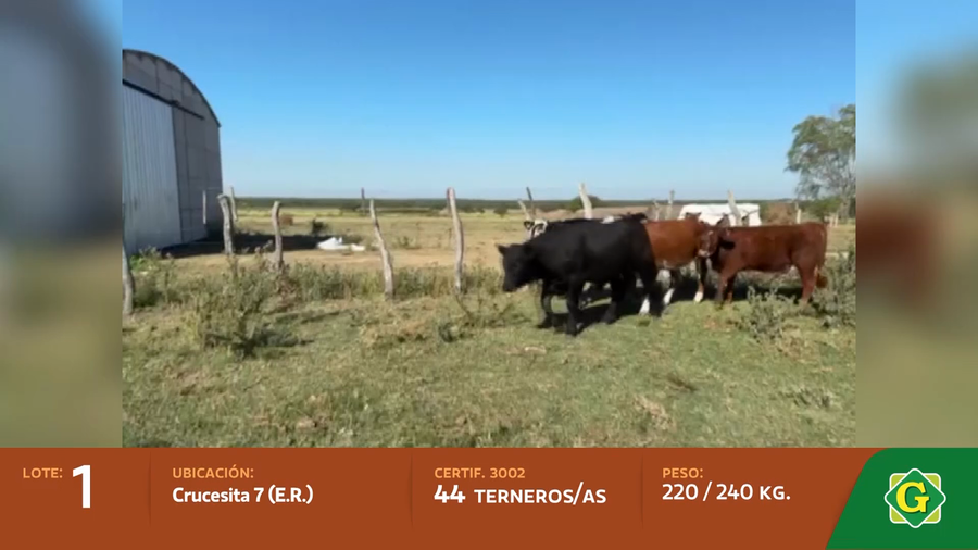 Lote Terneros/as en Crucesitas 7Ma