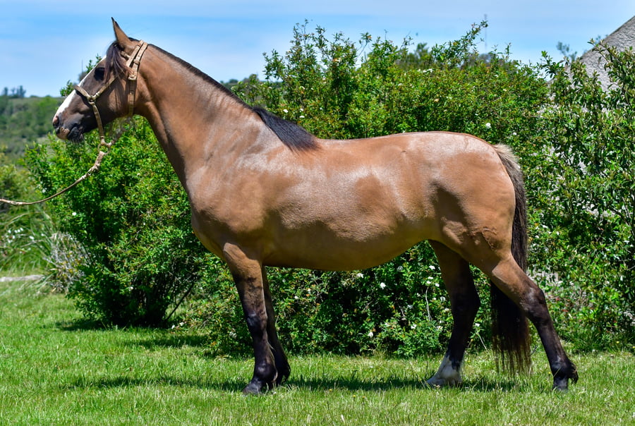 Lote Tobogán Guardiana