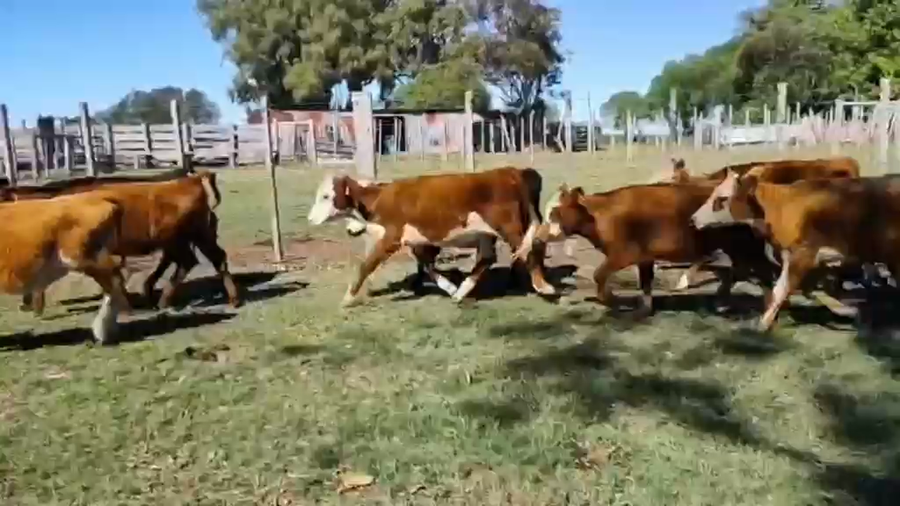 Lote 26 Terneras a remate en Pantalla Camy - Aniversario 31 Años, San José