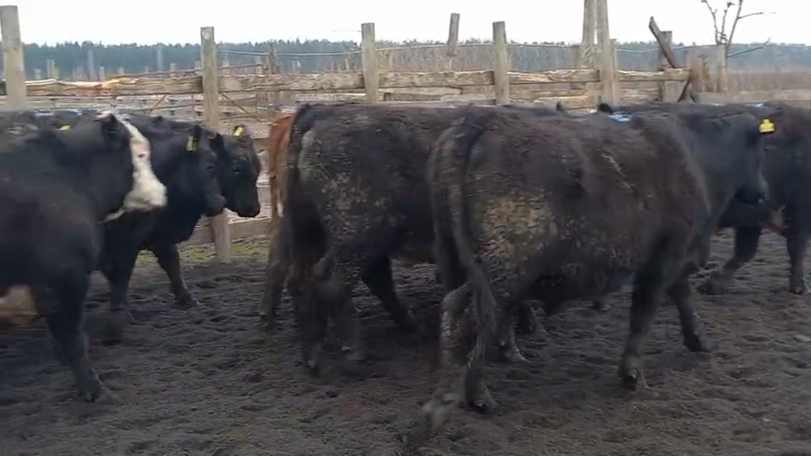 Lote 20 Novillo Gordo en Cabrero, VIII Región Biobío