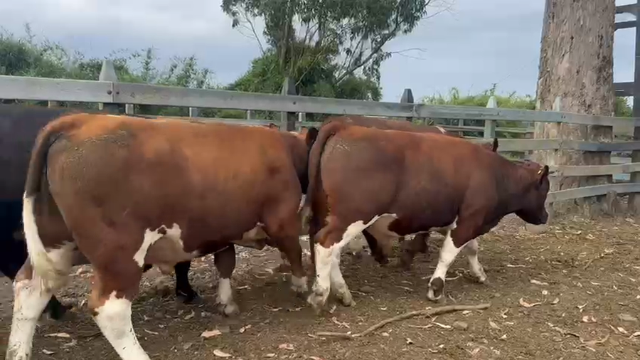 Lote 42 Novillo Gordo en Puyehue, X Región Los Lagos