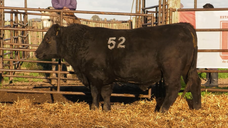 Lote TOROS ANGUS NEGROS PC