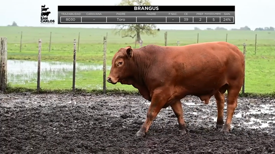 Lote Toros a remate en La Magdalena y San Carlos, Artigas