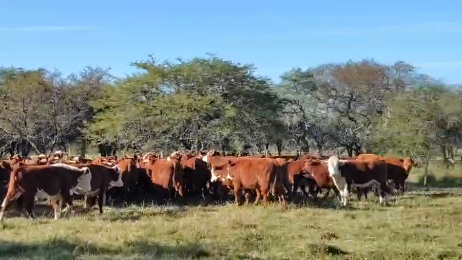 Lote 120 Novillitos en Entre Ríos, Chajarí