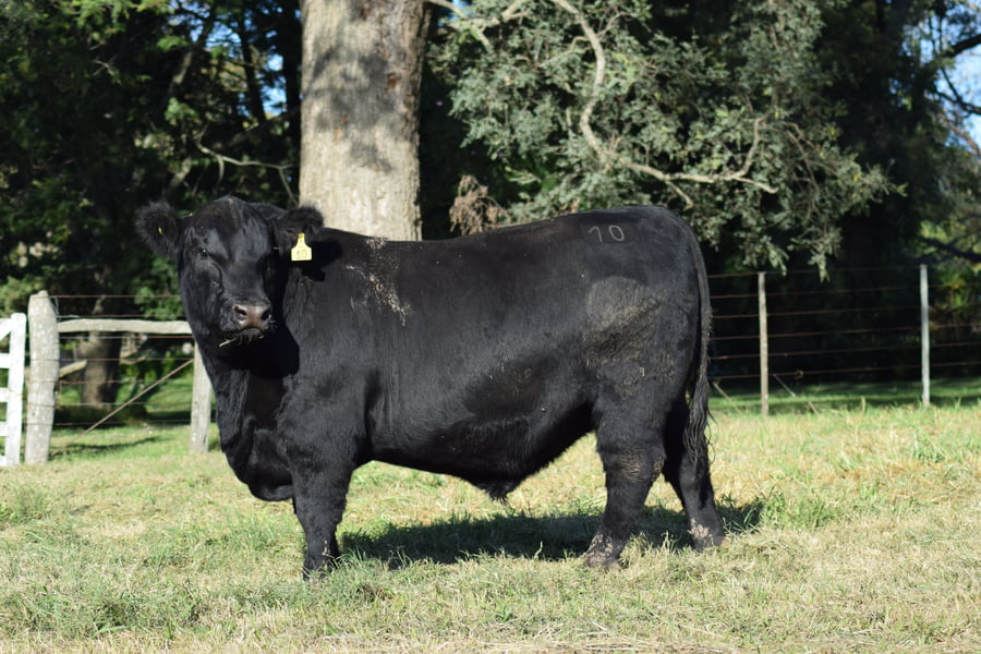 Lote PEEBLES 10 (negro)