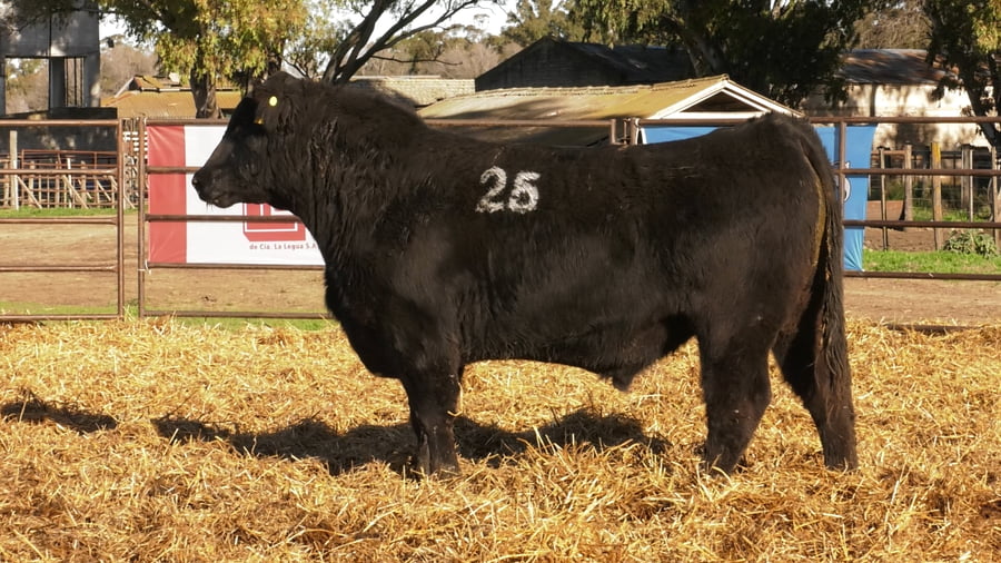 Lote TOROS ANGUS NEGROS PC