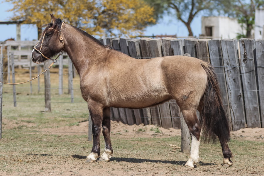 Lote DEL NUEVE URUGUAYA